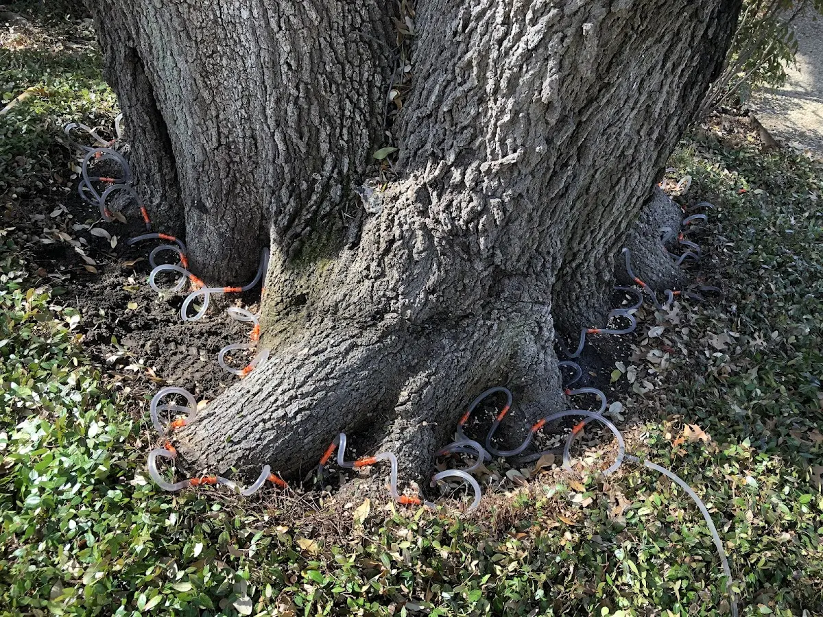 Detailed Tree Cabling and Bracing job site in Ute